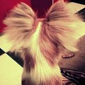 honden foto mijn haar moet regelmatig netjes gekamd worden