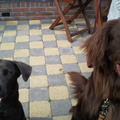 honden foto Dokus en zijn beste maatje