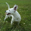 honden foto Tippy net 2 jaar.