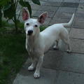 honden foto 