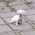 honden foto Tippy 7 weken