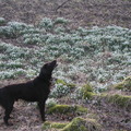 honden foto 