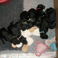 honden foto 