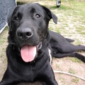 honden foto lekker op de camping
