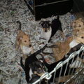 honden foto Het hondje links vooraan is Dymphy.Ze was de enige in het nest met een flinke streep over haar neus. Ze is enthousiast en dat zie je dan ook wel op deze foto.