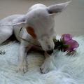 honden foto lila met nep roos 