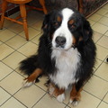 honden foto m'n grote hond aura (bernersennen)