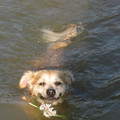 honden foto Boris, zwemmend in een meer in Toscane.