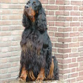 honden foto Kamp. Happy Bonnie Lass v.d. Mergelhoeve Club Winster'09, Europasiegering'10