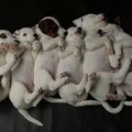 honden foto Ravenheights B-nest feb 2010