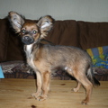 honden foto 