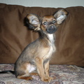 honden foto RUSSISHE TOY