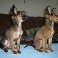 honden foto TERRY en ZHARINKA