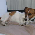 honden foto 