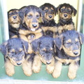 honden foto Alle puppies willen graag in de picture staan, zoals je kunt zien. Ze doen dit geheel zelfstandig. Er zit echt pit in en ze hebben een uitstekende drive.....