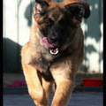 honden foto Lola is onze Leonberger van 7 maanden. Deze foto is gemaakt tijdens een workshop Reiki bij ons. Er was een superfotografe in ons midden en die heeft deze geweldige foto geschoten!