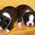 honden foto Boston Terrier puppies van Bubbels en Kampioen Sarn on Time: de 2 teefjes