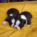 honden foto Boston Terrier puppies van Bubbels en Kampioen Sarn on Time:de 2 teefjes