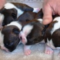 honden foto de 5 snoetjes