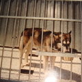 honden foto 