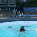 honden foto ok, probleempje.... bal ligt in het water.... en dat durf ik nog niet.... mischien als ik lief kijk komt ie er vanzelf weer uit....