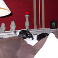 honden foto 