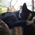 honden foto 