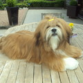 honden foto bo