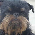 honden foto Ch Balkan, Rus, Srb, Bul, Mne, Mcd, JRus - Imgosbull Moulin Rouge