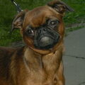 honden foto Ch Int, Rus, Grand Rus, Ukr, Blr, Md, Club - Imgosbull Stilnaya Shtuchka