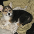 honden foto buddie 9 weken welsh corgi pembroke