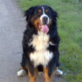 honden foto chevy net geen 6 jaar reu berner