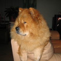 honden foto Hallo. Dit is mijn Chow Chow (9 jaar nu). Het is het langharige type. Het behoort tot de Aziatische keeshond (Pekinees, Chow Chow, Akita, ...)