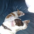 honden foto Macho & Skippy