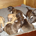 honden foto 
