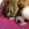 honden foto met ons konijn