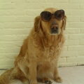 honden foto Is 'ie hip of is 'ie hip? (: 