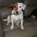 honden foto Jack Russel Picas
