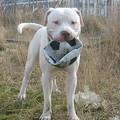 honden foto 