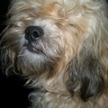 honden foto Onze Woezel....