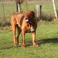 honden foto anka 13 maand