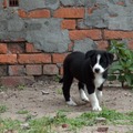 honden foto 