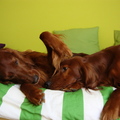 honden foto de 2 broers aan het spelen =)