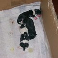 honden foto 