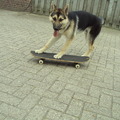 honden foto skateeennn!