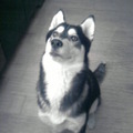 honden foto Misty!