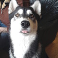 honden foto 