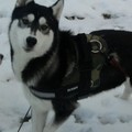 honden foto 
