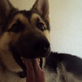 honden foto fotoshoot