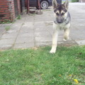 honden foto ik kom eraaaaaaaaaaaan